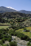 Putre, Arica and Parinacota region, Chile: backlit pampas grass flourishes in a gorge below the village - photo by C.Lovell