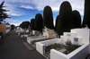 Punta Arenas, Magallanes region, Chile: municipal cemetery where the wealthy have elaborate tombs - phallic trees - Strait of Magellan - photo by C.Lovell