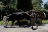 Rio Calle Calle valley, Valdivia, Los Ros, Chile: man with oxen team and cart  rural scene - photo by C.Lovell