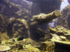 Christmas Island - Underwater photography - Shipwreck canon (photo by B.Cain)