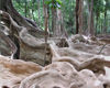 59 Christmas Island: Tree roots in the island's interior (photo by B.Cain)