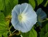 Christmas Island: wild blue flower in the island's interior (photo by Bill Cain)