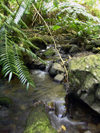 Cook Islands - Rarotonga island: stream - rainforest - photo by B.Goode