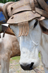 Parrita, Puntarenas province, Costa Rica: ox with hat - photo by M.Torres