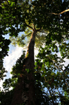 Carara National Park, Puntarenas province, Costa Rica: under a espavel tree - Anacardium excelsum - primary forest - photo by M.Torres