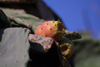 Crete - Malia (Heraklion prefecture): prickly pear and cactus (photo by A.Dnieprowsky)