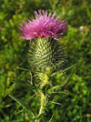 Czech Republic - artichoke thistle or cardoon - Cynara cardunculus - photo by J.Kaman