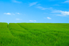 Czech Republic - Holesov: farming fields - tracks (photo by P.Gustafson)