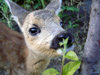 Russia - Dagestan - Tsumada rayon - Tissink woods: Bambi - close-up (photo by G.Khalilullaev)