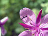 Russia - Dagestan - Tsumada rayon: ant on a petal (photo by G.Khalilullaev)