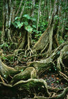 Dominica - Picard river gorge: roots of banyan trees - strangler fig - ficus - Syndicate Nature Trail - photo by G.Frysinger