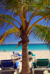 Punta Cana, Dominican Republic: Lounge chairs and coconut tree - Arena Gorda Beach - photo by M.Torres