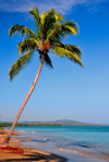 Ro San Juan, Mara Trinidad Snchez province, Dominican republic: beach with coconut tree leaning over the sea - tropical scene - photo by M.Torres