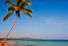 Ro San Juan, Mara Trinidad Snchez province, Dominican republic: beach with coconut tree leaning over the sea - horizon - photo by M.Torres