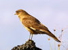 Easter Island - Chimango Caracaras - Milvago chimango - fauna - bird - photo by R.Eime