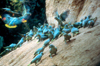 Ecuadorian Amazonia: Yasuni National Park - Yasuni Parrot Lick - parrots around a clay bank - near Sacha Lodge Resort - UNESCO Biosphere Reserve (photo by Rod Eime)