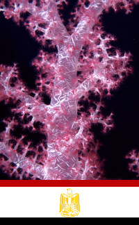 Egypt - Underwater photography - Soft Coral - Red Sea (photo by K.Osborn)