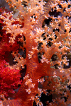 Egypt - Red Sea - Marsa Alam area: flower coral (underwater photography by K.Osborn)