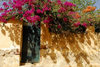 Eritrea - Keren, Anseba region: door and flowers - photo by E.Petitalot