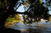 Lake Tana, Amhara, Ethiopia: Entos Eyesu Monastery - sycamore tree over lake Tana - photo by M.Torres