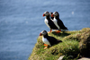 Mykines island, Faroes: Atlantic Puffins on the grass - pelagic seabirds - Fratercula arctica - photo by A.Ferrari