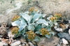 Falkland islands / Ilhas Malvinas - Carcass Island: vegetation (photo by G.Frysinger)