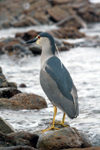 Falkland islands - East Falkland - Salvador settlement - Night Heron - Quark - Nycticorax nycticorax - photo by Christophe Breschi