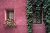 Roussillon, Vaucluse, PACA, France: petunias and vine in the village of Roussillon, with its many hued walls colored with ochre plaster from the local quarry - photo by C.Lovell