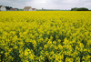 Loir-et-Cher, Centre, France: yellow mustard field and farm house - Loire Valley - photo by C.Lovell