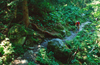 Chamonix, Haute-Savoi, Rhne-Alpes, France: mountainbikers on a narrow forest track - Tour du Mont Blanc trail - photo by S.Egeberg