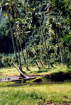 French Polynesia - Tahiti (Society islands, iles du vent): rainforest near Teahupoo - photo by K.Pajta