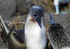 Galapagos Islands: boobies engaged in a bloody battle - genus Sula - photo by R.Eime