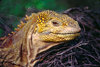 Isla Isabela / Albemarle island, Galapagos Islands, Ecuador: Female Galapagos Land Iguana (Conolophus subcristatus) - head close-up - photo by C.Lovell