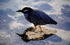 Genovesa Island / Tower Island, Galapagos Islands, Ecuador: Yellow-crowned Night Heron (Nyctanassa violacea) walking in a shallow pool of water - photo by C.Lovell