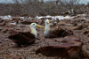 Galapagos Islands, Ecuador: Waved Albatross pair (Diomedea Irrorata), the largest of the Galapagos - many sea birds mate for life - photo by C.Lovell