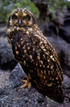 Galapagos Islands, Ecuador: Short-eared Own (Asio flammeus), one of the islands rare predators - on lava rocks - photo by C.Lovell