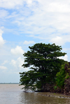 James Island / Kunta Kinteh island, The Gambia: baobabs by the water and crumbling fortress walls, due to river erosion - UNESCO world heritage site - photo by M.Torres