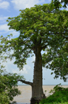 James Island / Kunta Kinteh island, The Gambia: baobab by the water - Adansonia digitata and River Gambia - UNESCO world heritage site - photo by M.Torres