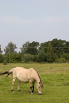 Gotland island - Lojsta moor: Gotland pony, Skogsbagge or Russ in Gutnish - photo by C.Schmidt