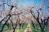Greece - Platanos (Thessalia): blossoming almond orchard (photo by Miguel Torres)