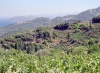 Greek islands - Samos: vineyards - photo by M.Bergsma