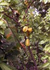 Guadeloupe / Guadalupe / Guadelupe: carambola / starfruit tree(photographer: R.Ziff)