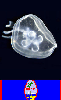 Guam - Tumon: Jellyfish, Underwater World Aquarium - Underwater photography - (photo by Bill Cain)