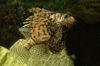 Guam - Tumon: Lionfish, Underwater World Aquarium (photo by B.Cain)