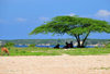 Fort-Libert, Nord-Est Department, Haiti: noon - seeking the shade under an acacia - photo by M.Torres