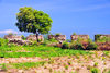 Fort-Libert, Nord-Est Department, Haiti: Fort Dauphin - tree and crenellation on the western wall - photo by M.Torres