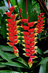 Maui island: Hanging Heliconia / Lobster Claw / parrot's beak flower Heliconia rostrata - Bihai rostrata, Heliconia poeppigiana - Photo by G.Friedman