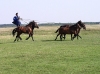 Hungary / Ungarn / Magyarorszg - Hortobgy National Park (Hadj-Bihar province): breathtaking five-in-hand horse ride in the Great Plain / Eastern Plain (photo by J.Kaman)