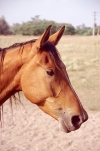 Hungary / Ungarn / Magyarorszg - Great Plain: horse (photo by J.Kaman)