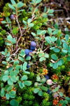 Iceland - berries (photo by W.Schipper)